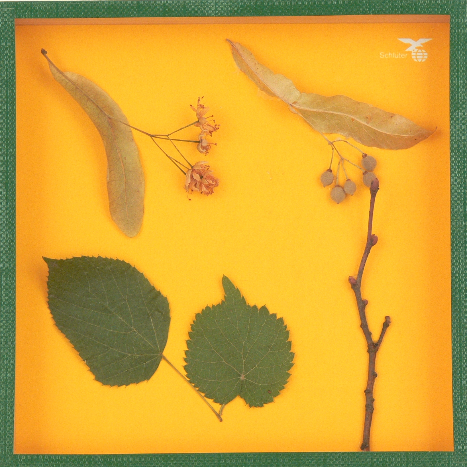 Linde, Schaukasten 17,5x17,5cm