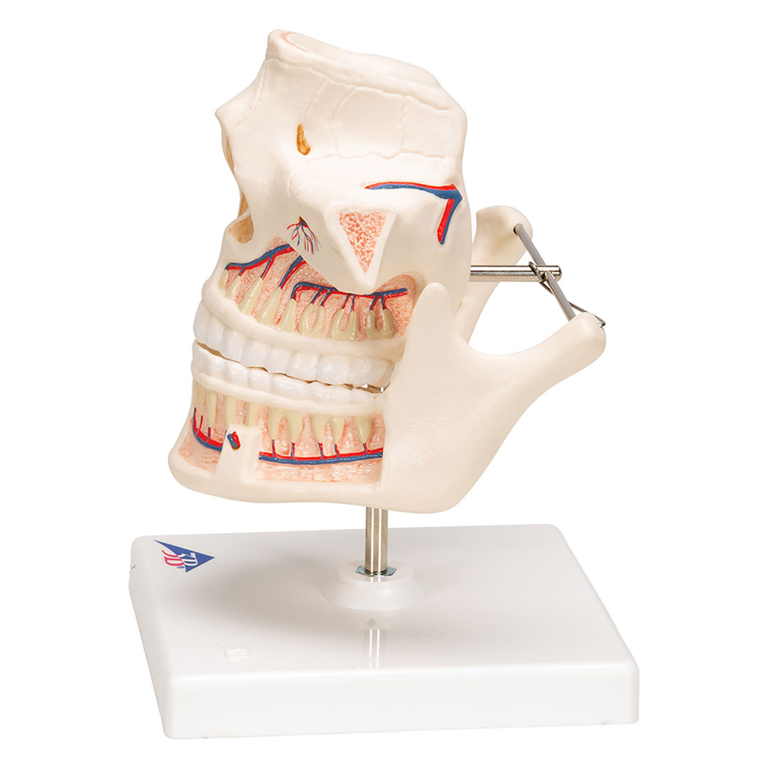 3B SCIENTIFIC Ober- u. Unterkiefer, Erwachsen (VE281)
