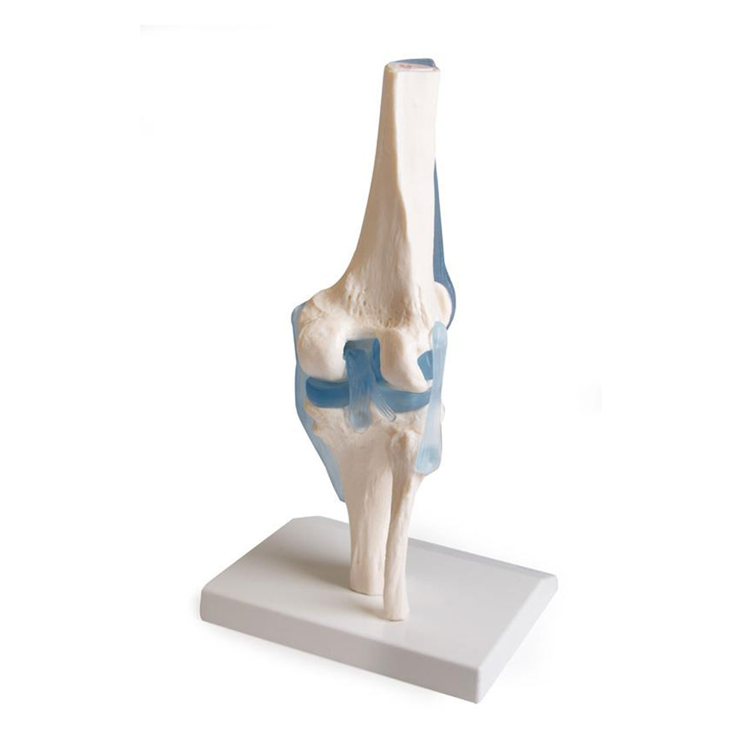 ERLER ZIMMER Kniegelenk auf Stativ mit Stümpfen