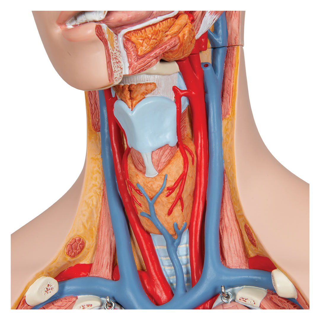 3B SCIENTIFIC Torso 18-t. m.Kopf+geöffnetem Rücken (B19)