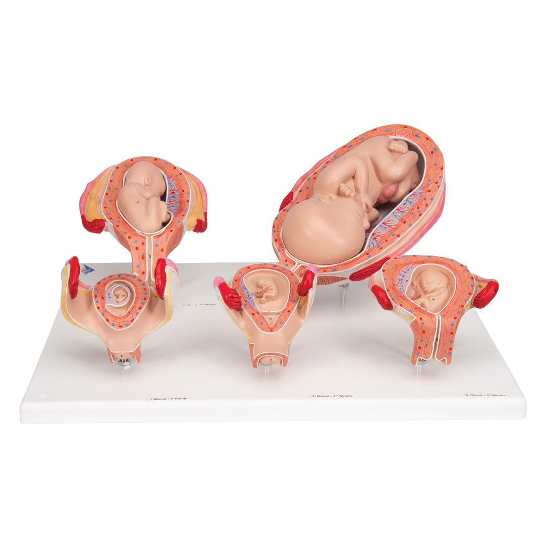 3B SCIENTIFIC Schwangerschaftsserie, nat. Grösse, 5 M. (L11/9)