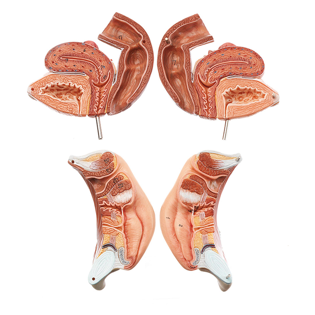 SOMSO® Weibl. Geschlechtsorgane