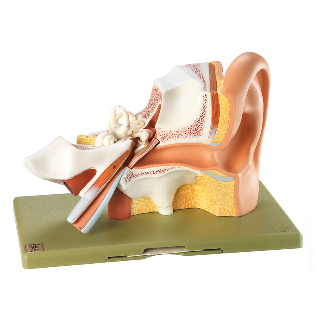 SOMSO® Gehörorgan, 3-fach, 3-teilig