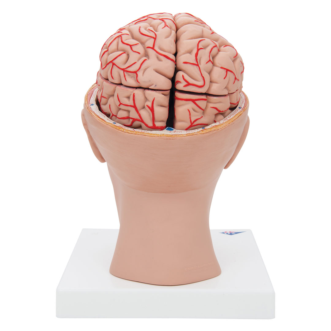 3B SCIENTIFIC Gehirn mit Arterien auf Kopfbasis,8-teilig (C25)