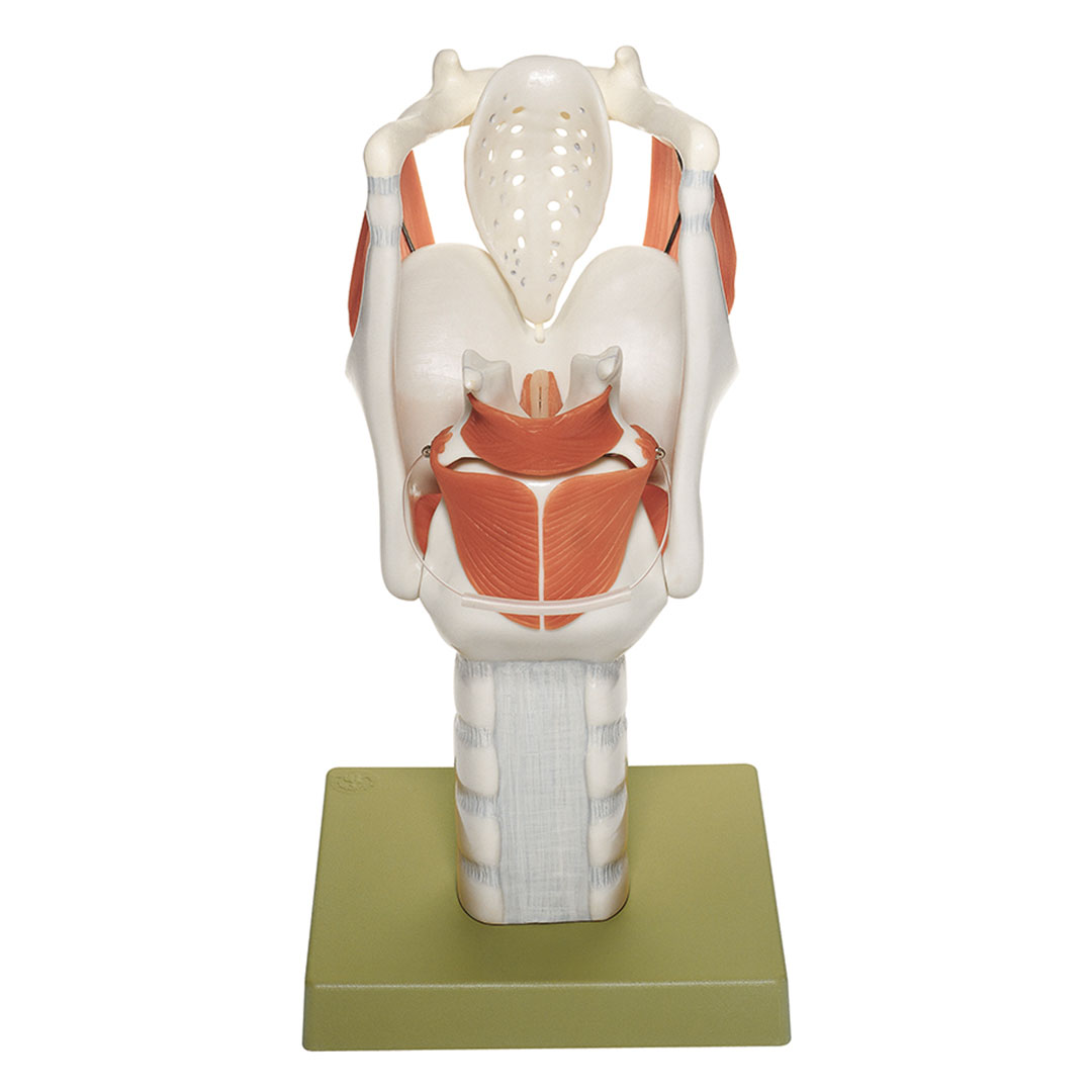 SOMSO® Kehlkopf,  Funktionsmodell 3-fach vergr.