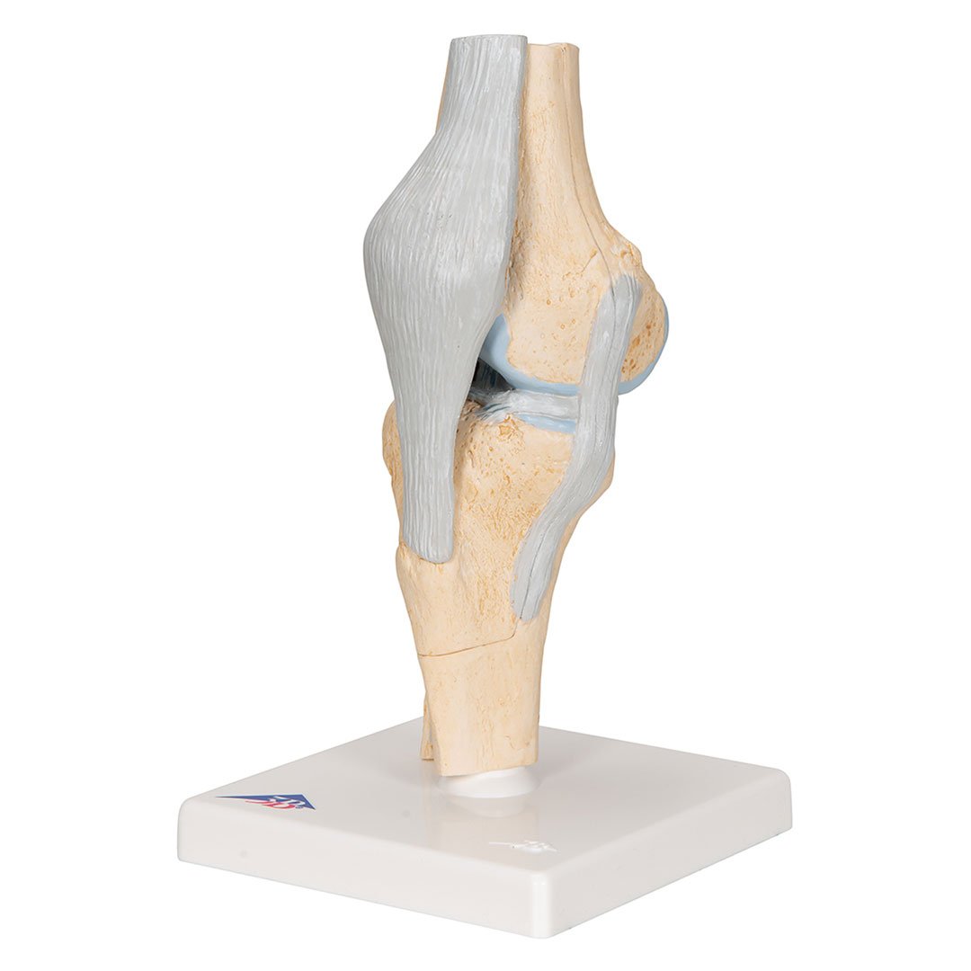 3B SCIENTIFIC Knie, Gelenkschnitt-Modell, Grösse 2x12x24cm (A89)
