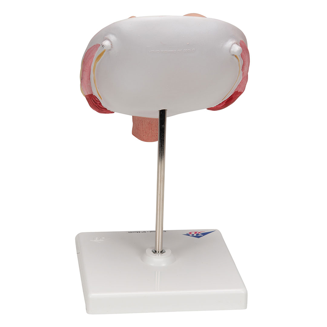 3B SCIENTIFIC Uterus mit Zwillingsfeten, 3-tlg (L10/7)