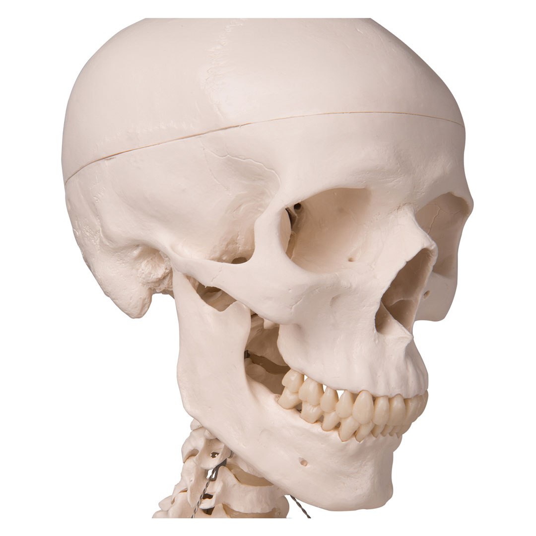 3B SCIENTIFIC Skelett Stan auf Hängestativ (A10/1)