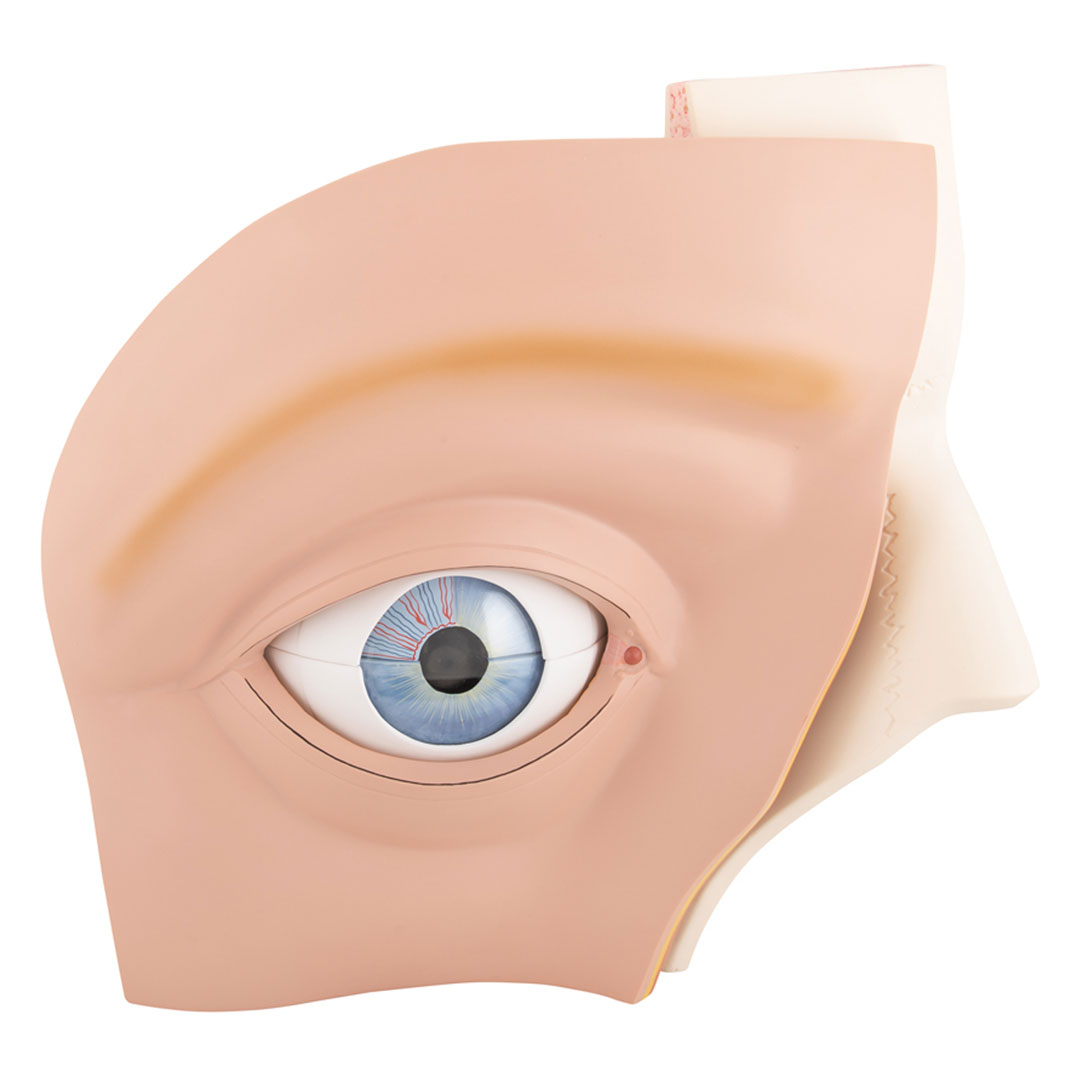 3B SCIENTIFIC Auge in Augenhöhle 11-tlg. (VJ500A)