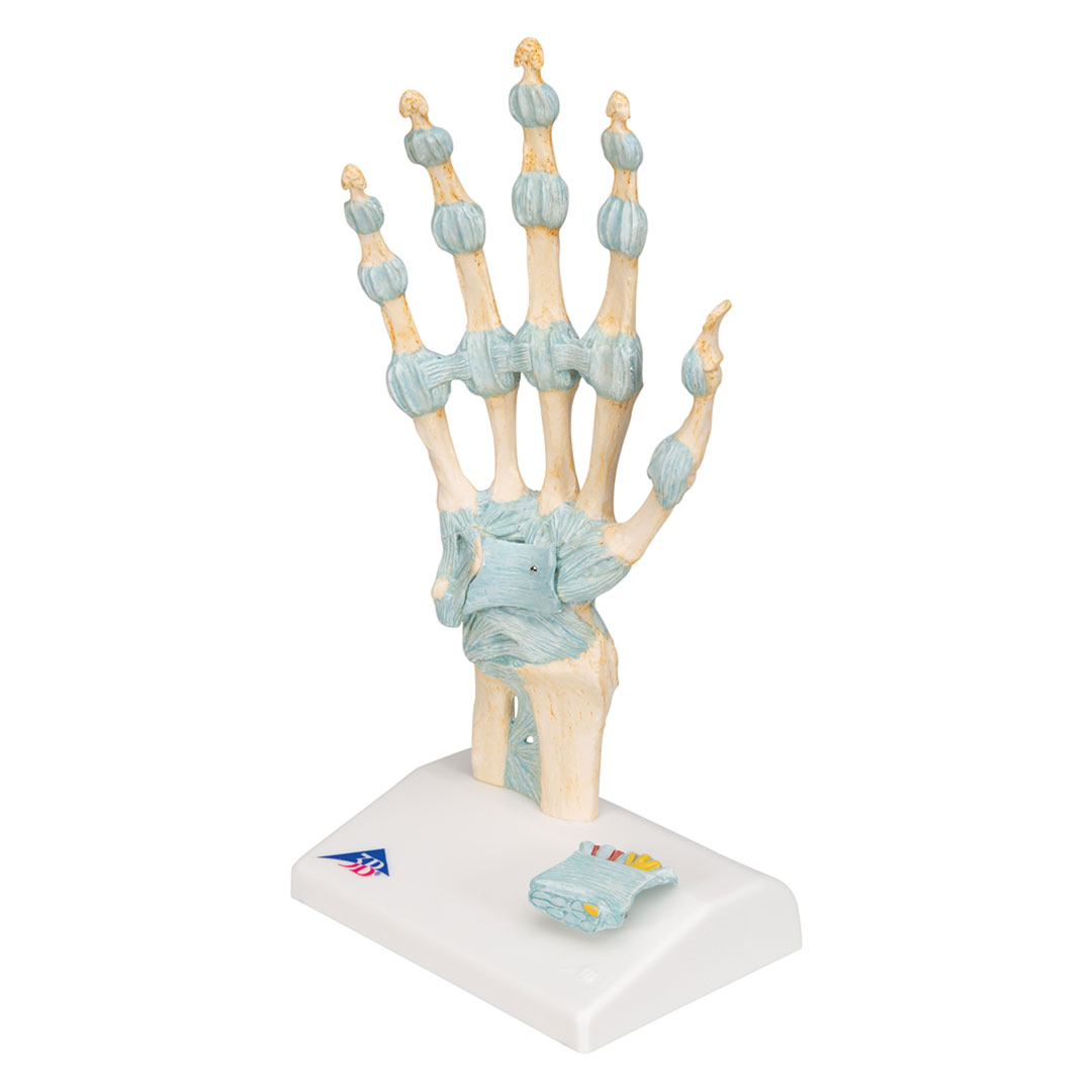 3B SCIENTIFIC Handskelett mit Bändern+Karpaltunnel (M33), 3-teilig