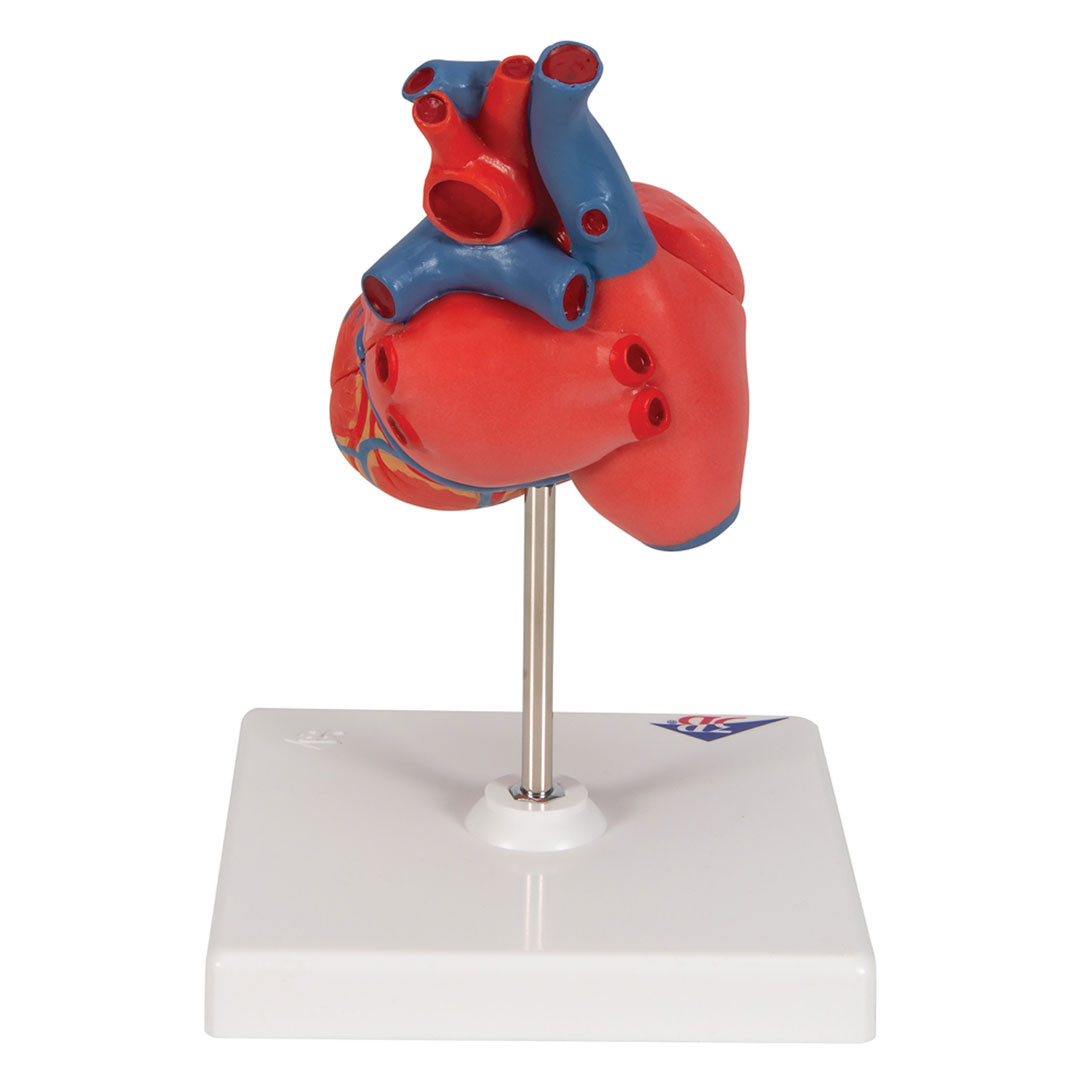 3B SCIENTIFIC Herz, 2-teilig, (G08)