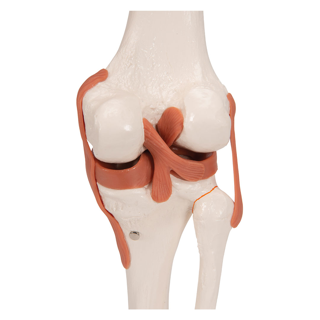 3B SCIENTIFIC Kniegelenk, Funktionsmodell (A82)