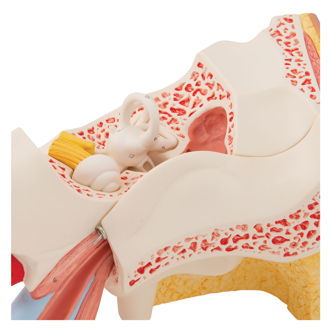 3B SCIENTIFIC Gehörorgan, 3-fach, 6-tlg. (E11)