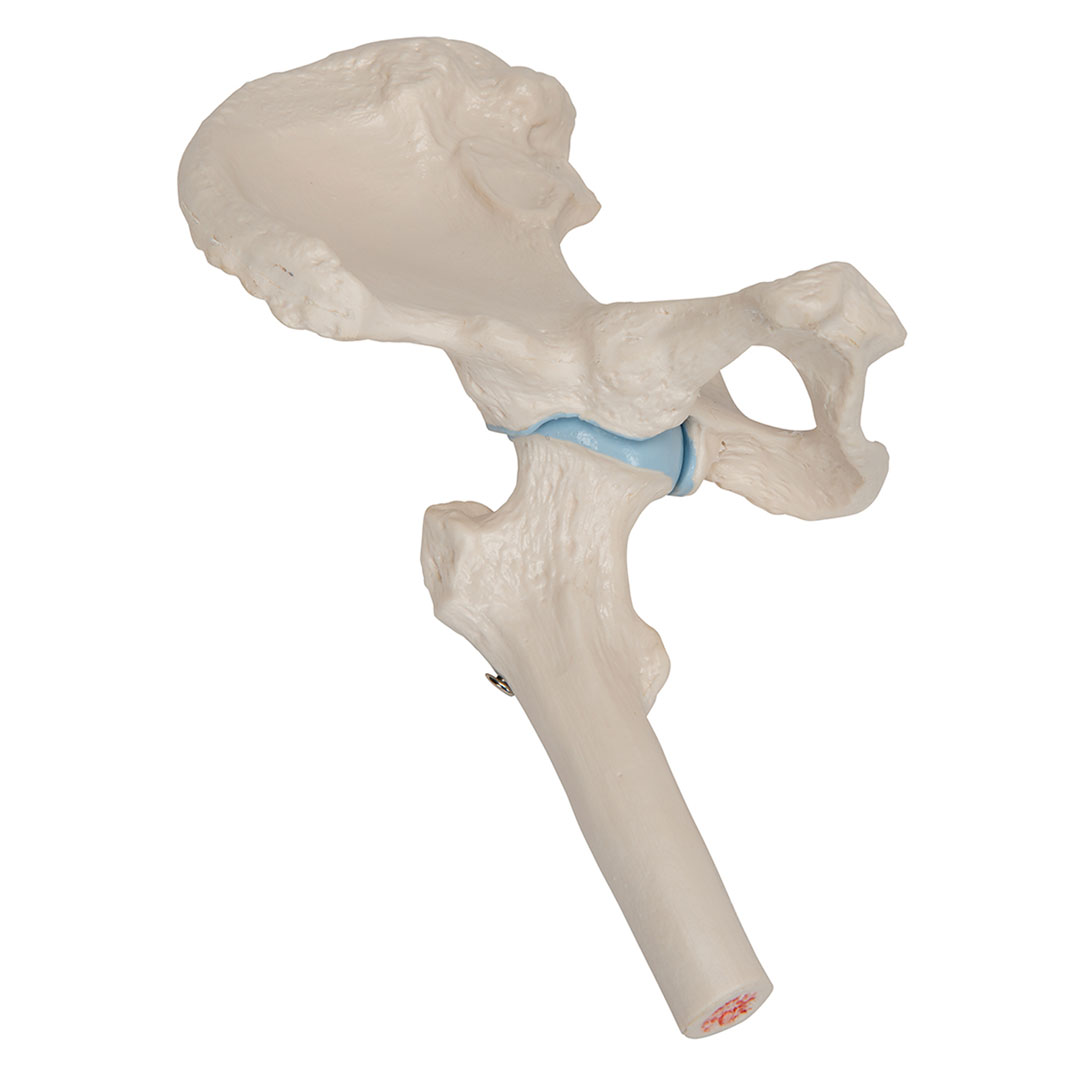 3B SCIENTIFIC Mini-Hüftgelenk m.Querschnitt (A84/1)