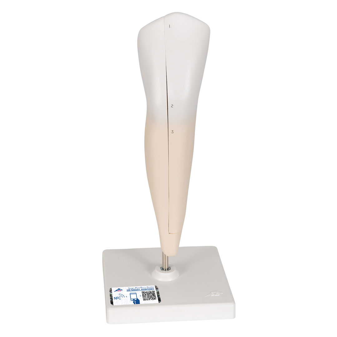 3B SCIENTIFIC Eckzahn, unten (D10/2)