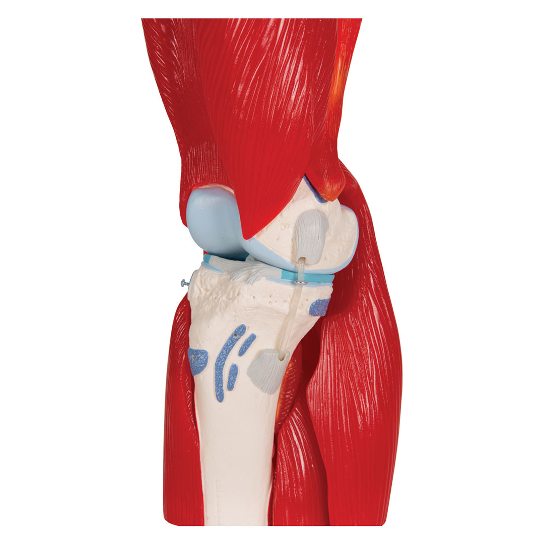 3B SCIENTIFIC Kniegelenk, 12-teilig, Grösse 33x17x17cm (A882)