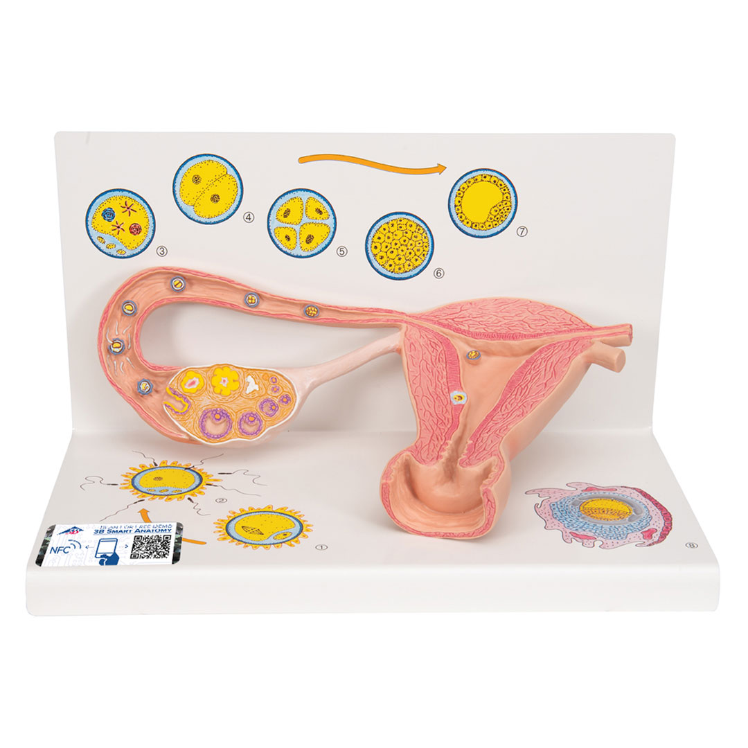 3B SCIENTIFIC Stadien Befruchtung+Keimesentwicklung (L01)