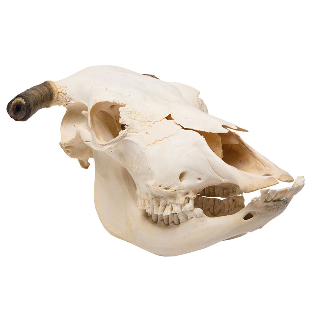 3B SCIENTIFIC Rinderschädel mit Hörner