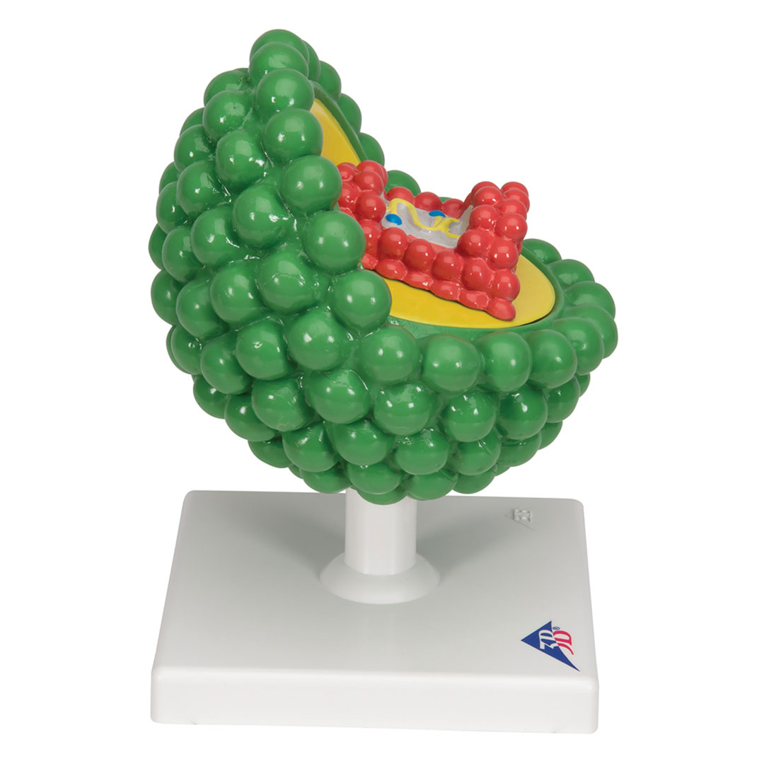 3B SCIENTIFIC Aids-Virus, vergr. 1 000 000x (L40)