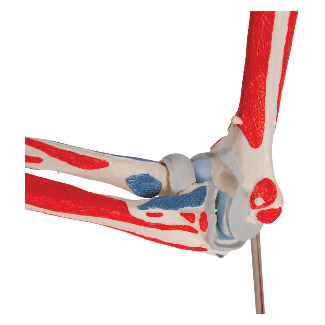 3B SCIENTIFIC Ellenbogengelenk, 8-teilig, Grösse 25x1x25c  (A883)