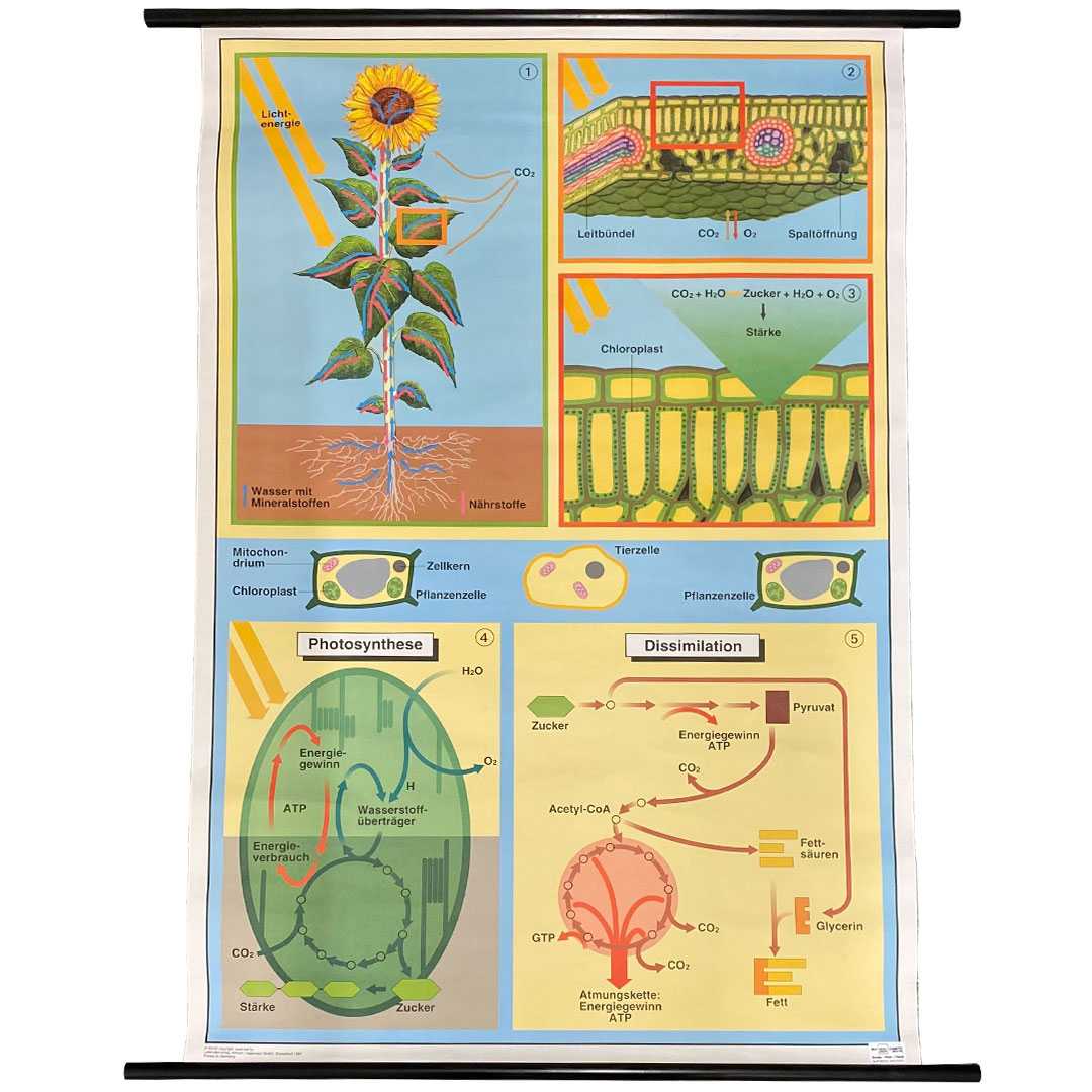 Lehrtafel Photosynthese 85x120 cm
