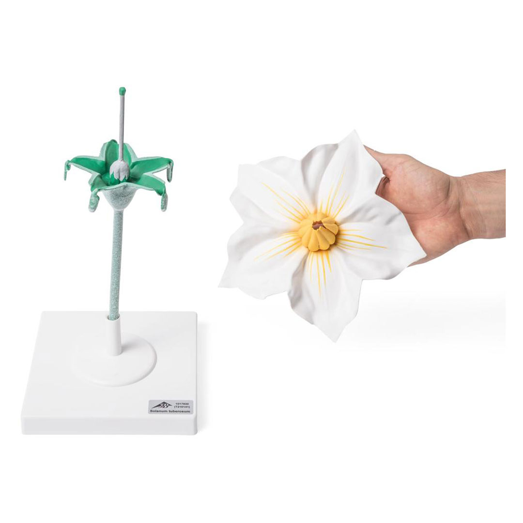 3B SCIENTIFIC Kartoffelblüte (T21014)