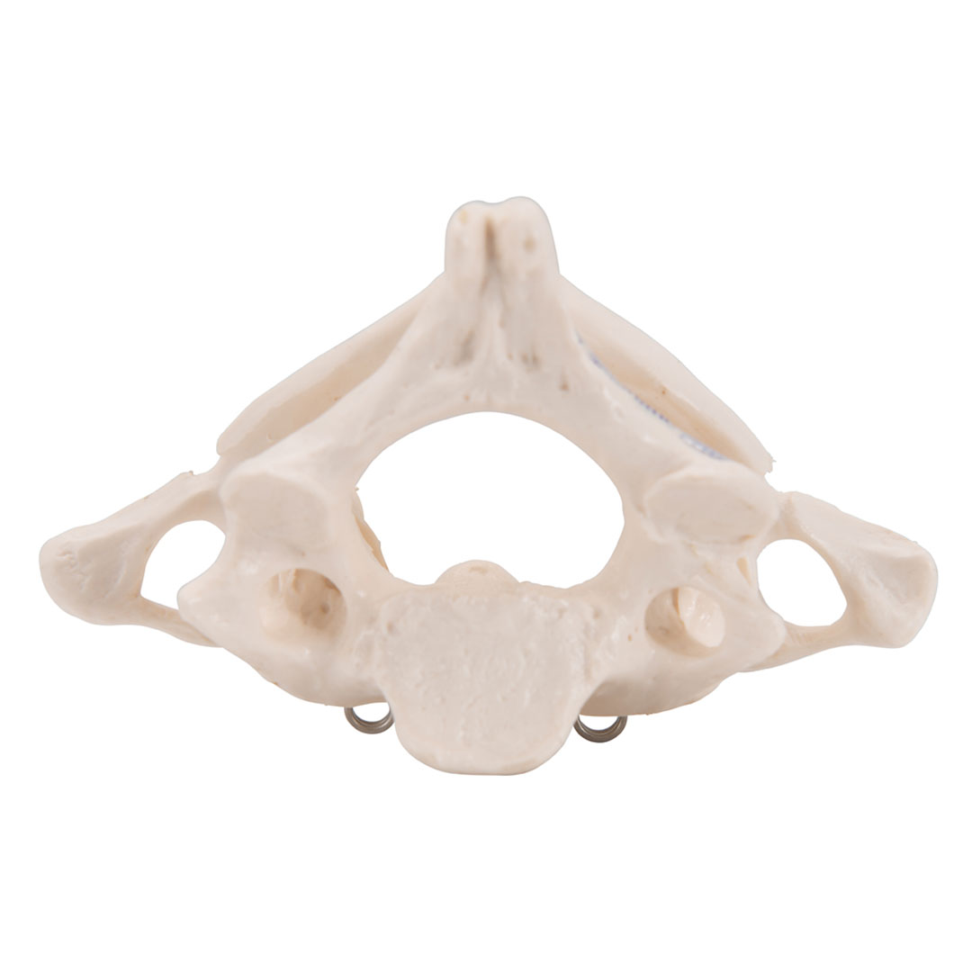 3B SCIENTIFIC Axisgelenk mit Atlas, ohne Sockel (A71)