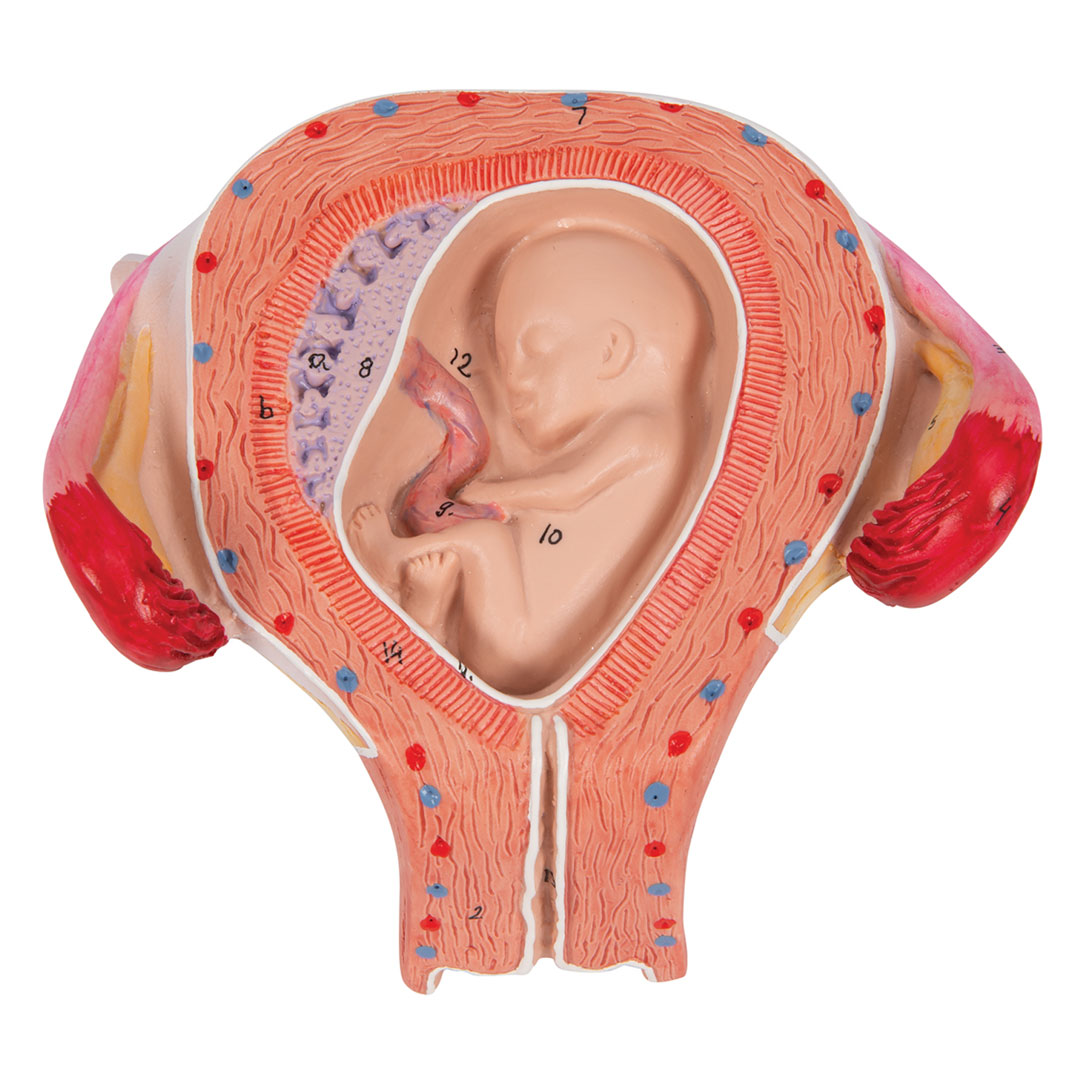 3B SCIENTIFIC Uterus mit Embryo, 3. Monat (L10/3)