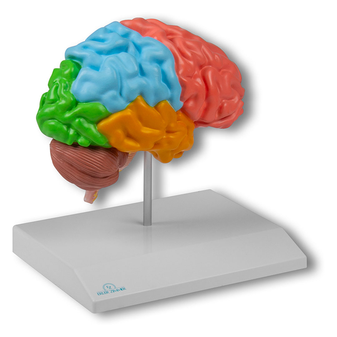 ERLER ZIMMER Gehirnhälfte, regional, lebensgroß - EZ Augmented Anatomy