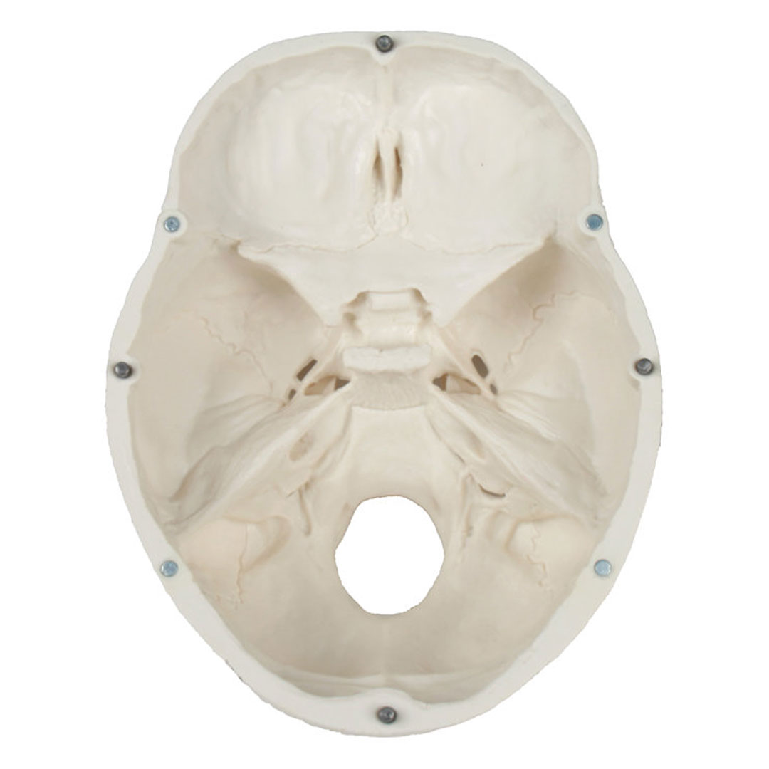 ERLER ZIMMER Schädelmodell, 3-teilig - EZ Augmented Anatomy