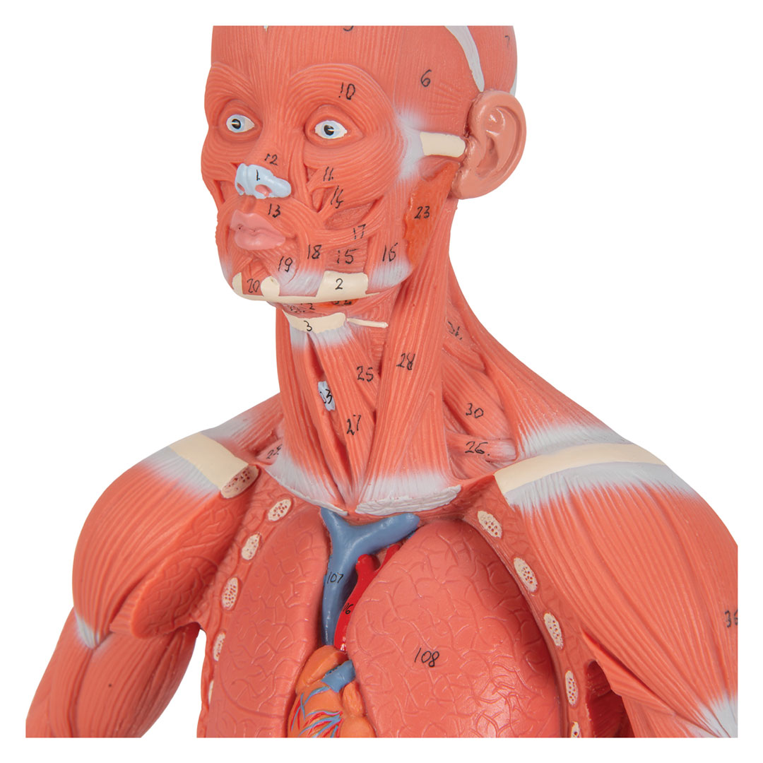 3B SCIENTIFIC Muskelfigur, 1/3 Grösse, 2-teilig (B59) 3B SCIENTIFIC Muskelfigur, 1/3 Grösse, 2-teilig (B59)