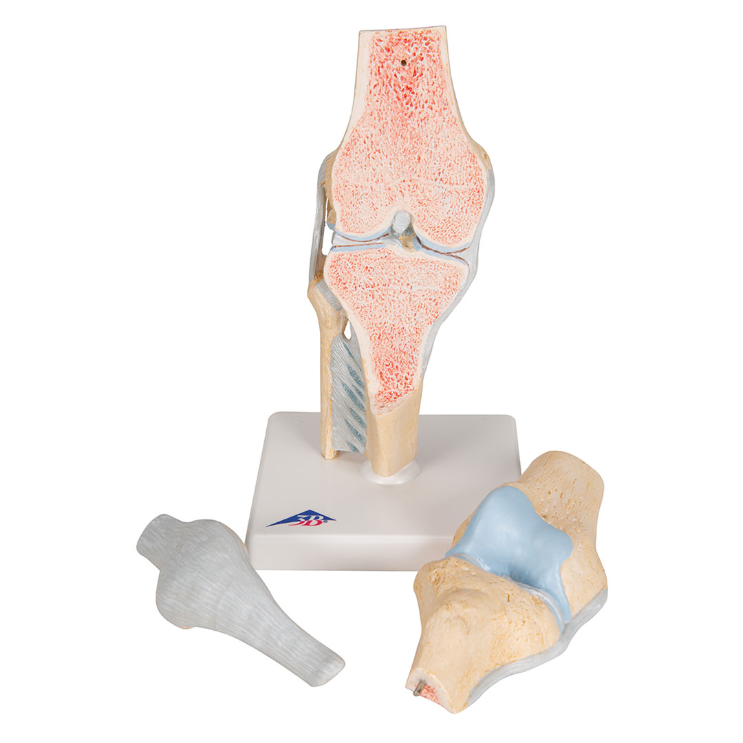 3B SCIENTIFIC Knie, Gelenkschnitt-Modell, Grösse 2x12x24cm (A89)