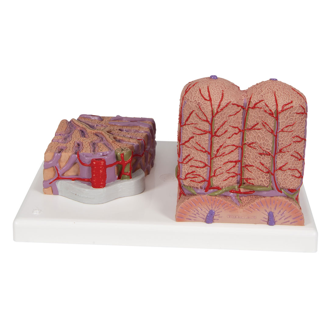 3B SCIENTIFIC Leber, MICROanatomy (K24)