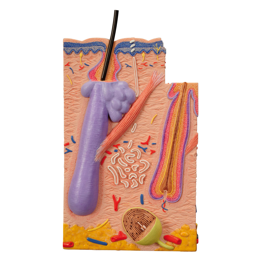 3B SCIENTIFIC Haut Modell 3-teilig, J16