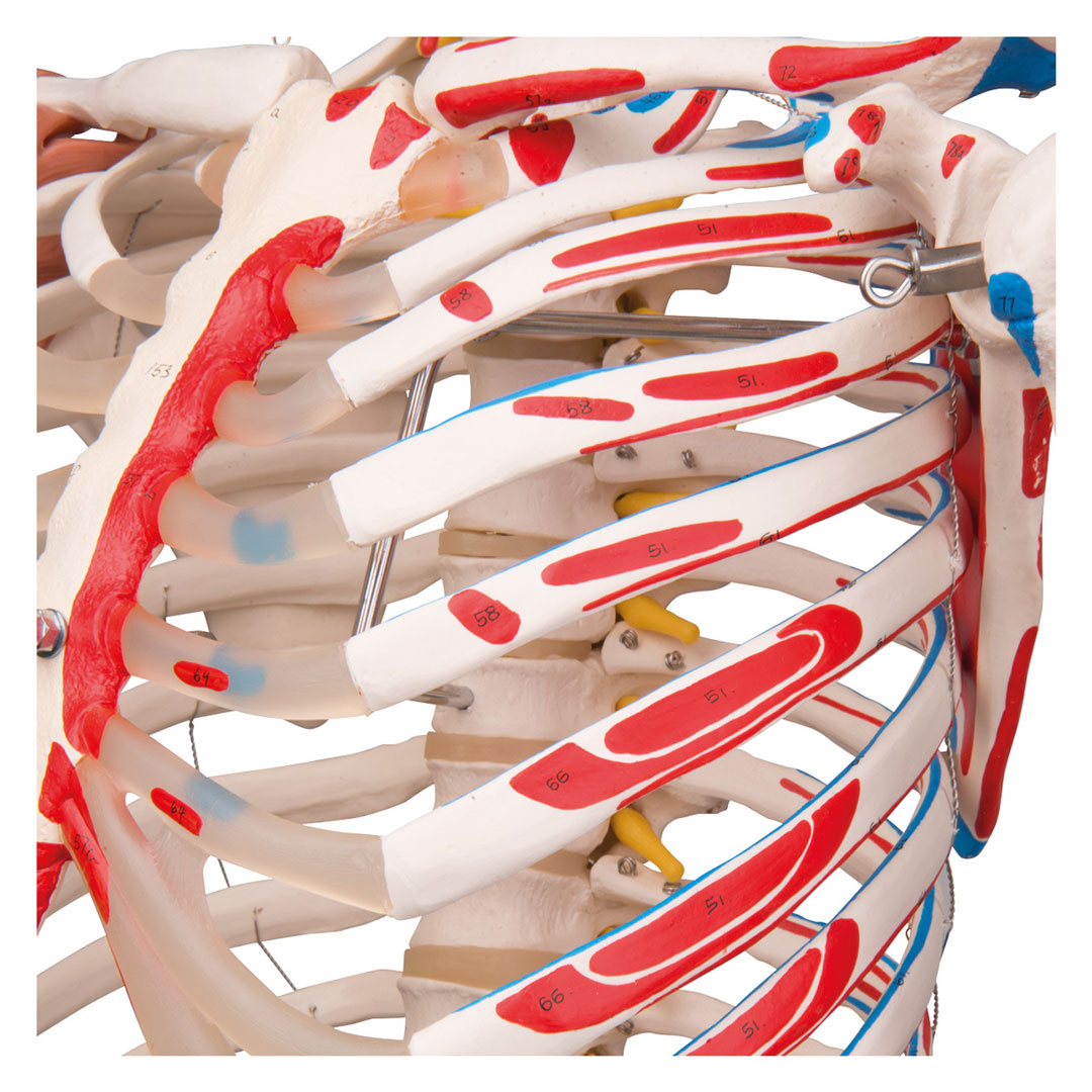 3B SCIENTIFIC Skelett Sam auf Hängestativ mit Bremse (A13/1) 3B SCIENTIFIC Skelett Sam auf Hängestativ mit Bremse (A13/1)