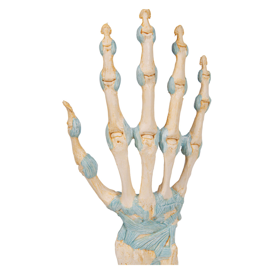 3B SCIENTIFIC Handskelett mit Bändern+Karpaltunnel (M33), 3-teilig
