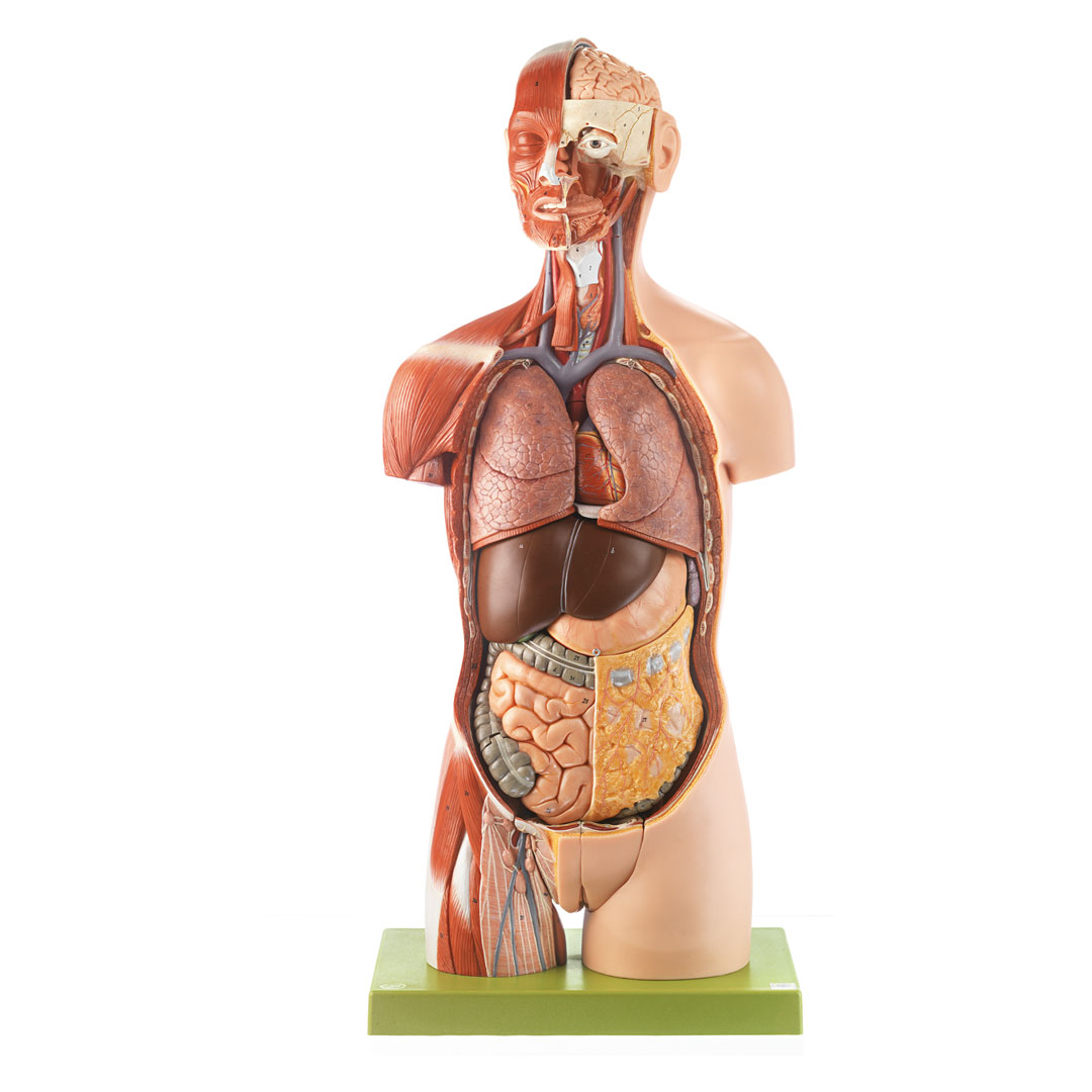 SOMSO® Muskeltorso m.K.20 T., Rücken offen *