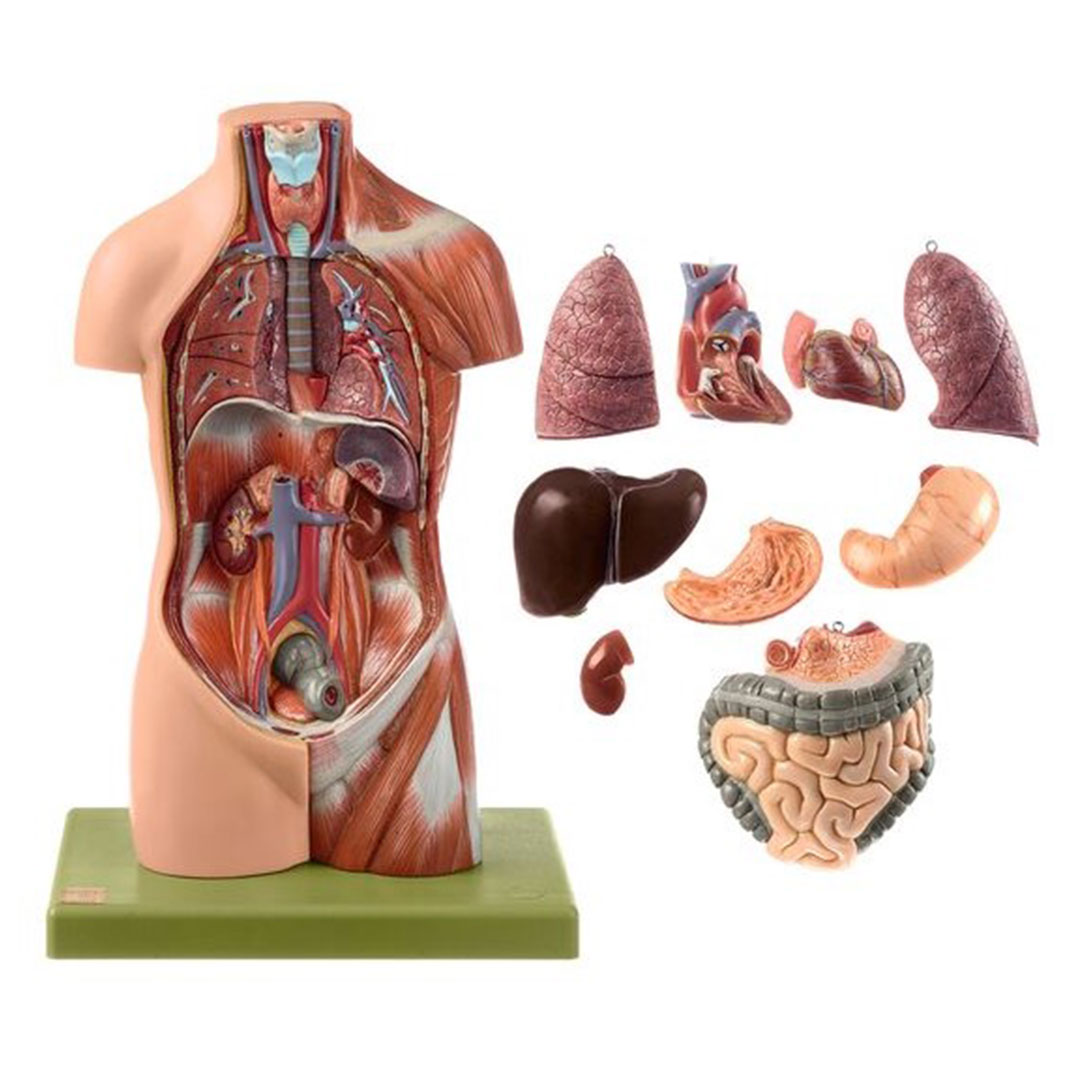 SOMSO® Jünglingskleintorso ohne Kopf