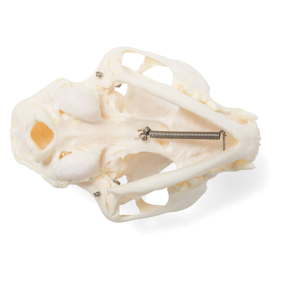 3B SCIENTIFIC Katze, Schädel-Skelett