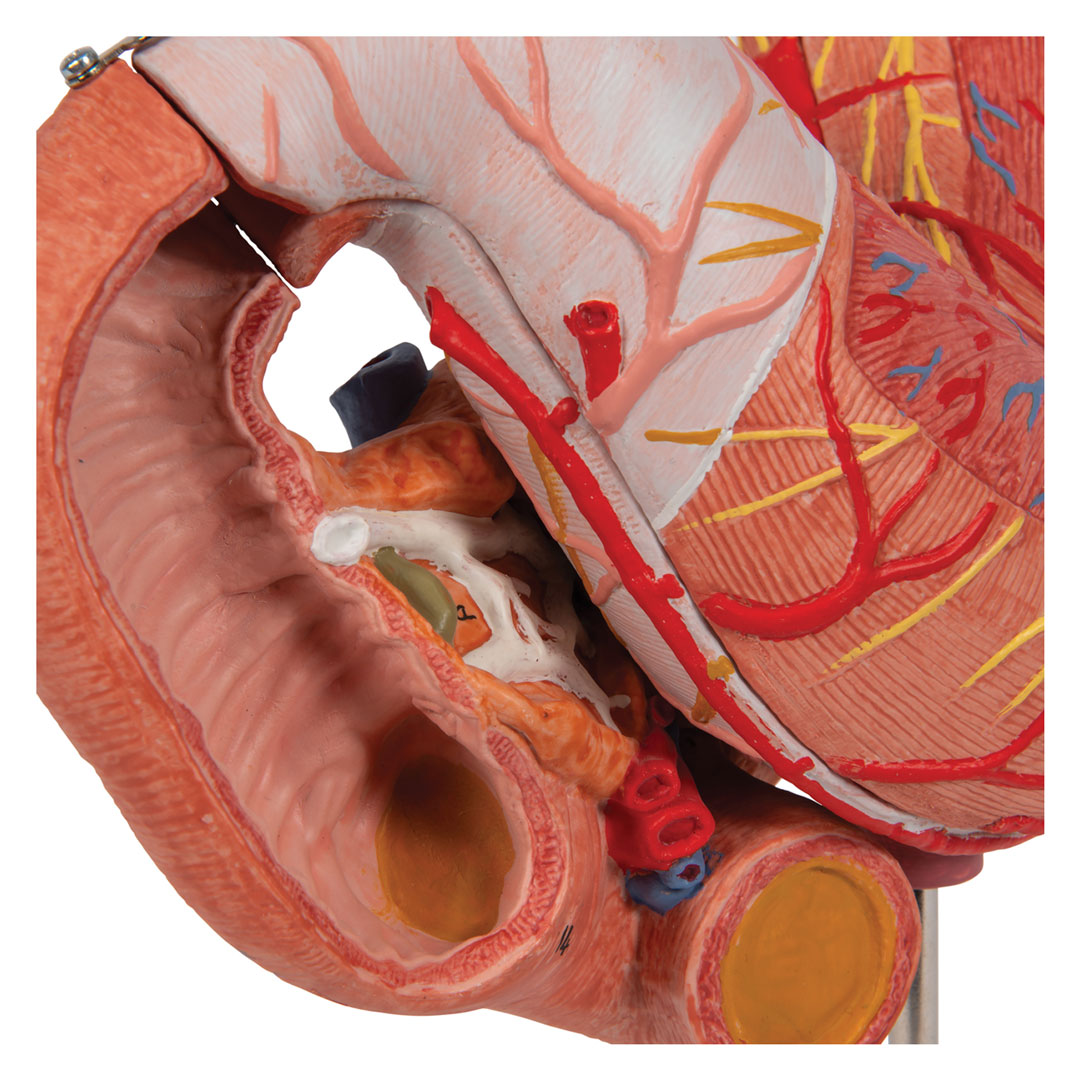 3B SCIENTIFIC Magen m. Zwölffingerd.+Bauchspeicheldrü. (K16)