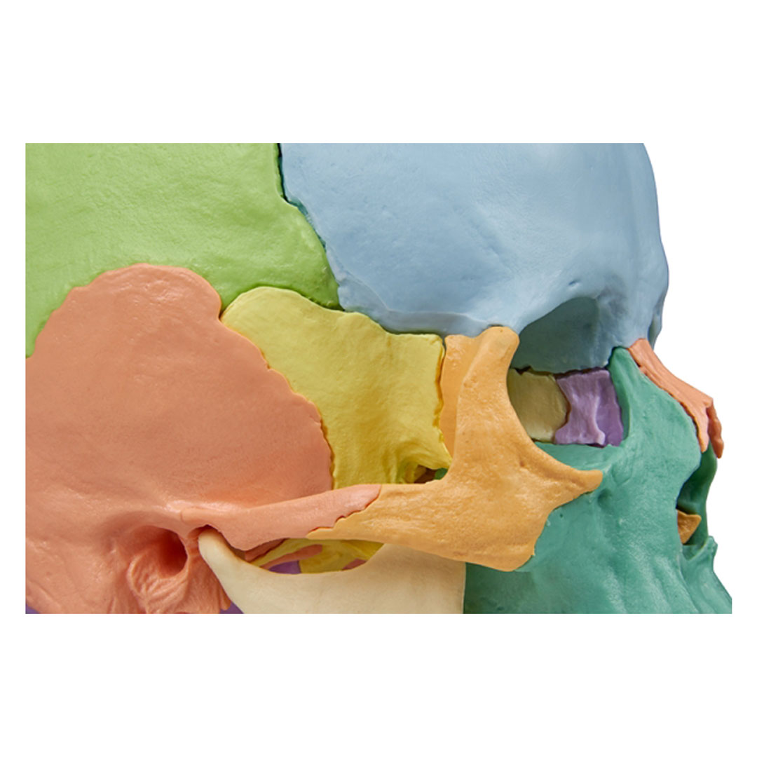 ERLER ZIMMER Osteopathie-Schädelmodell, 22-teilig, didaktische Ausführung - EZ Augmented Anatomy