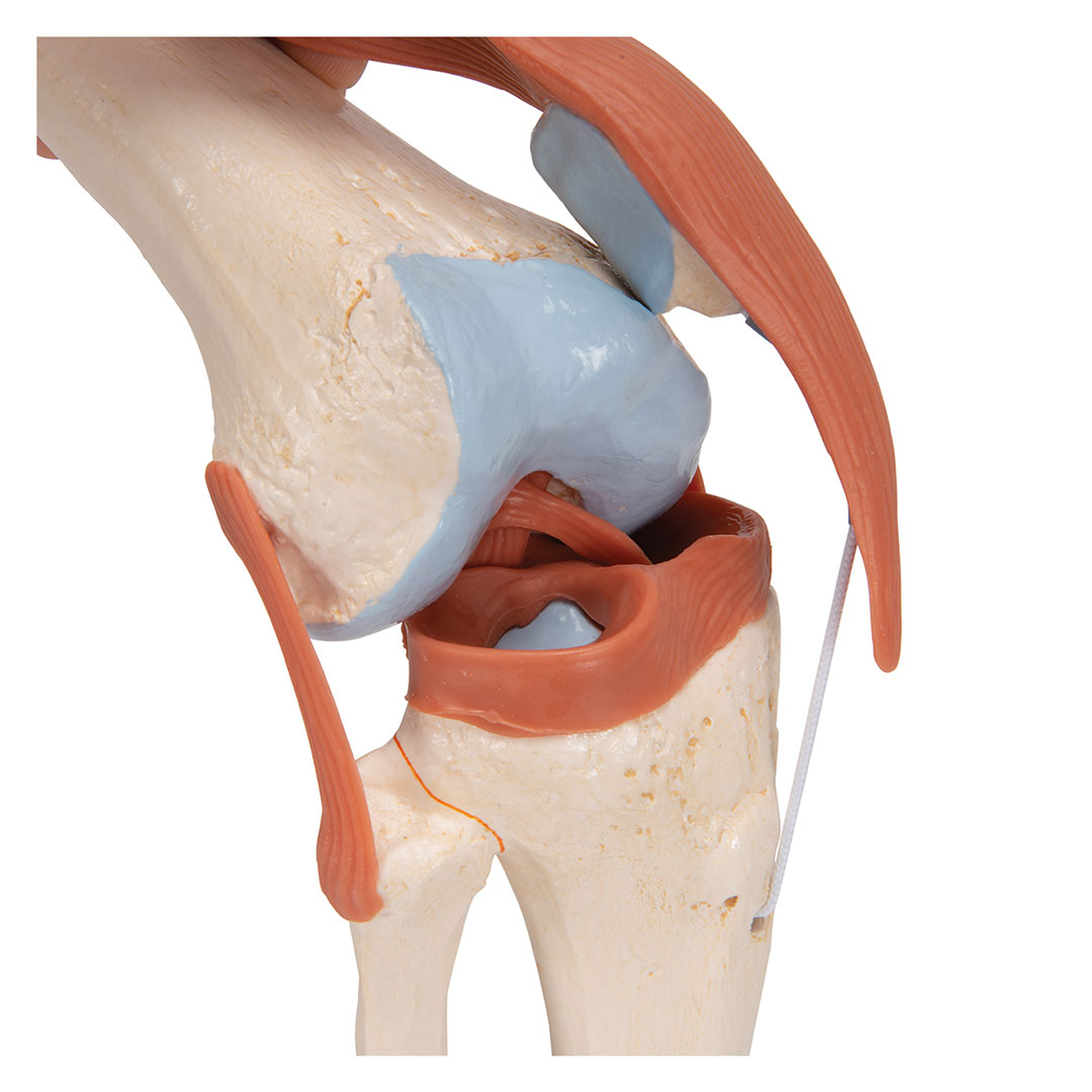 3B SCIENTIFIC Luxus-Kniegelenk-Funktionsmodell (A82/1)