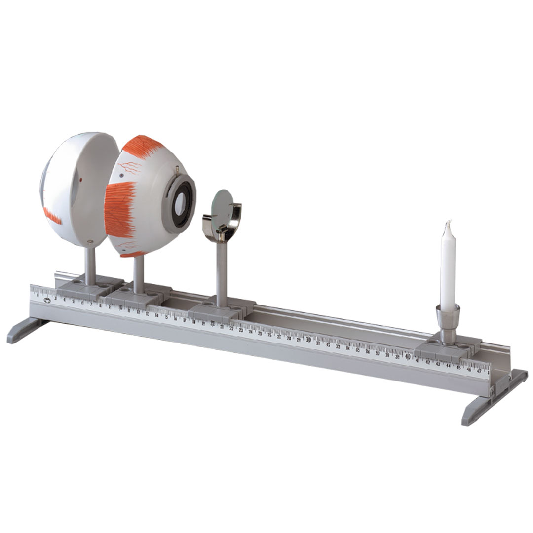 Funktionsmodell Menschliches Auge