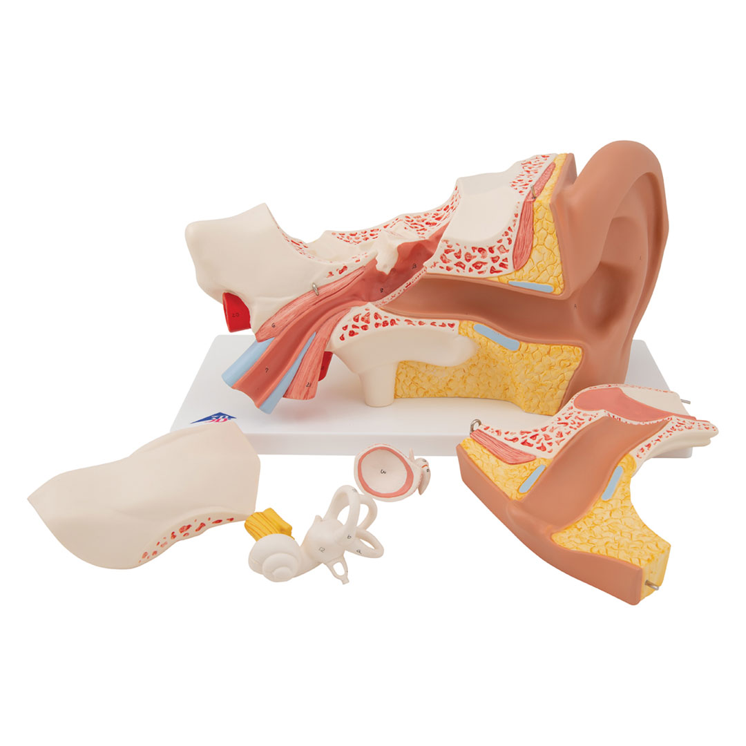 3B SCIENTIFIC Gehörorgan, 3-fach, 6-tlg. (E11)