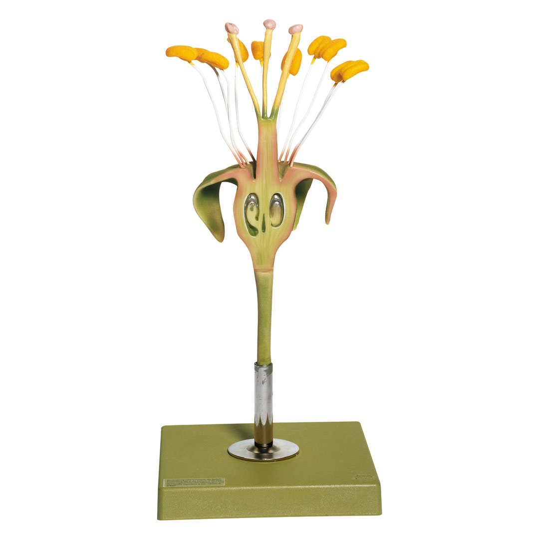 SOMSO® Apfelblüte-Fruchtknoten mit Längsschnitt