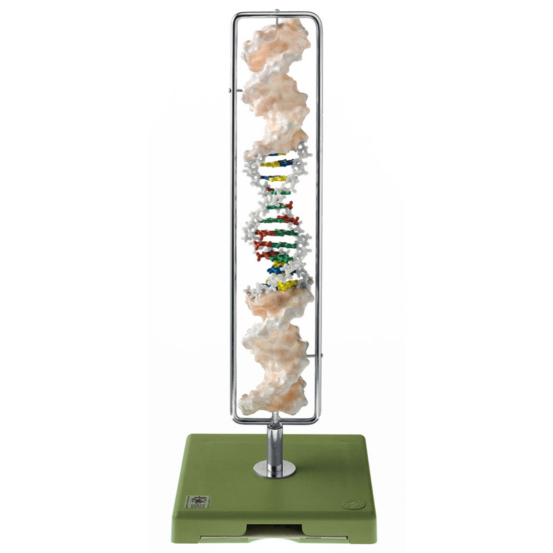 SOMSO® DNA-Doppelhelix