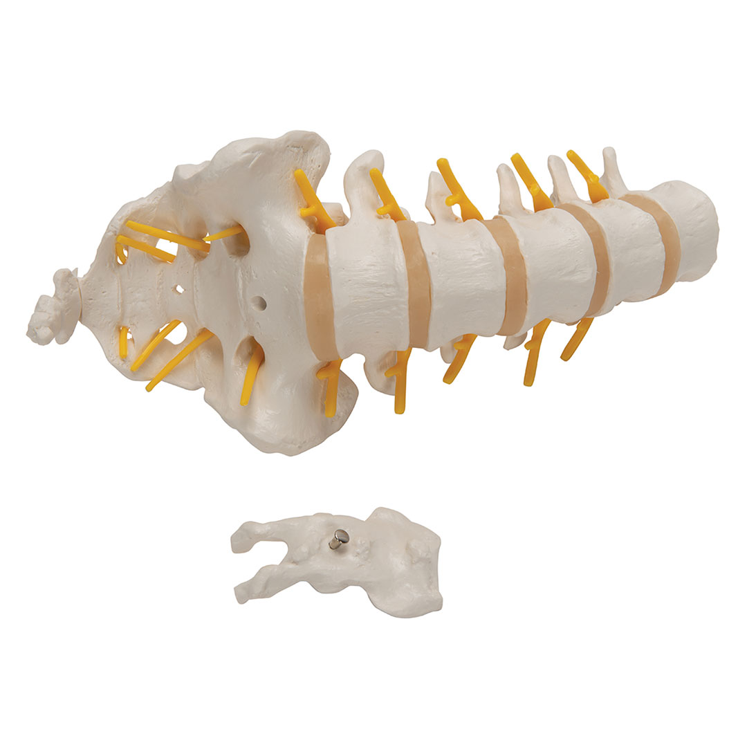 3B SCIENTIFIC Lendenwirbelsäule (A74)