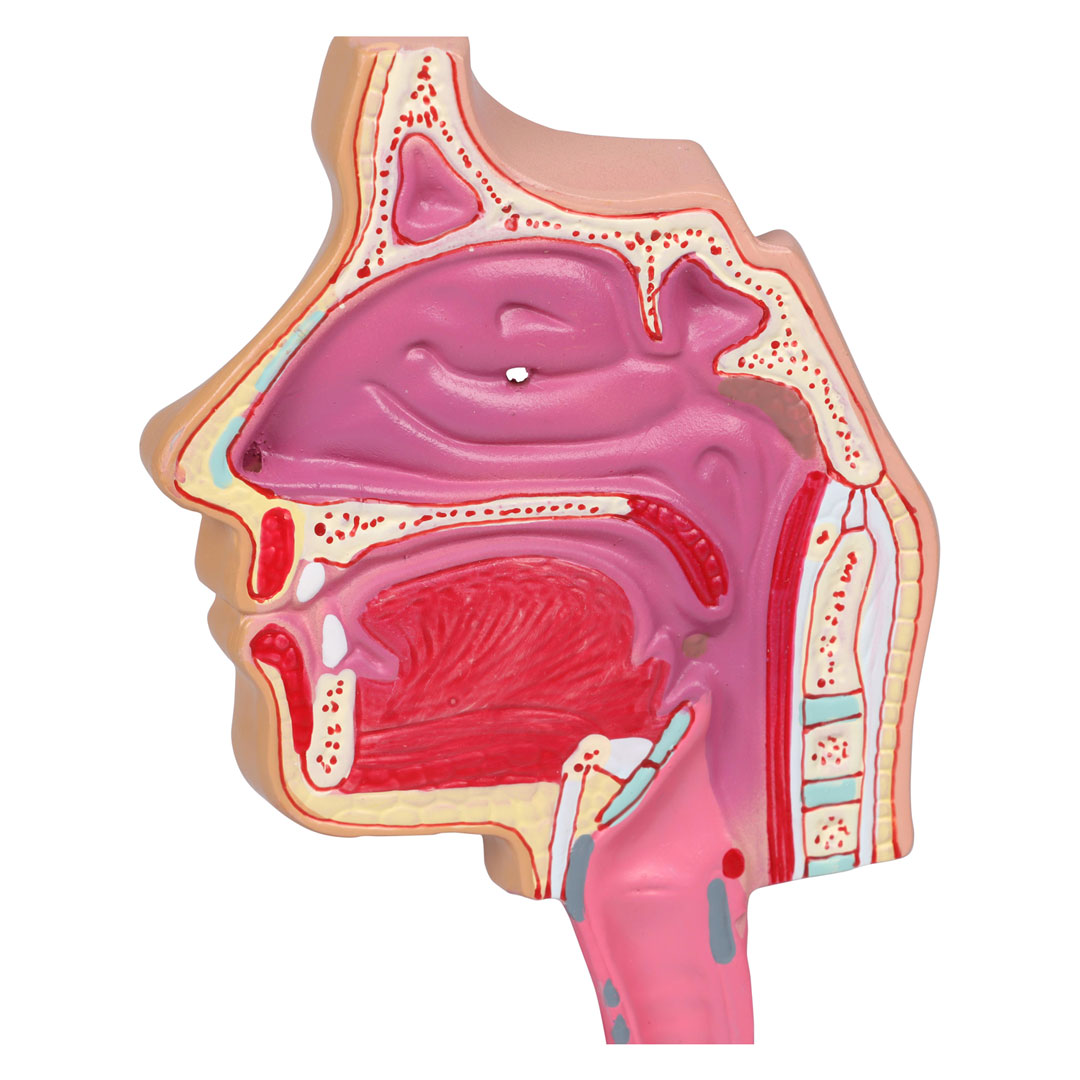 ERLER ZIMMER Atemwegsmodell - EZ Augmented Anatomy