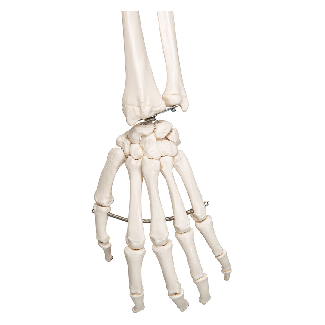 3B SCIENTIFIC Skelett Leo mit Gelenkbändern (A12) 3B SCIENTIFIC Skelett Leo mit Gelenkbändern (A12)