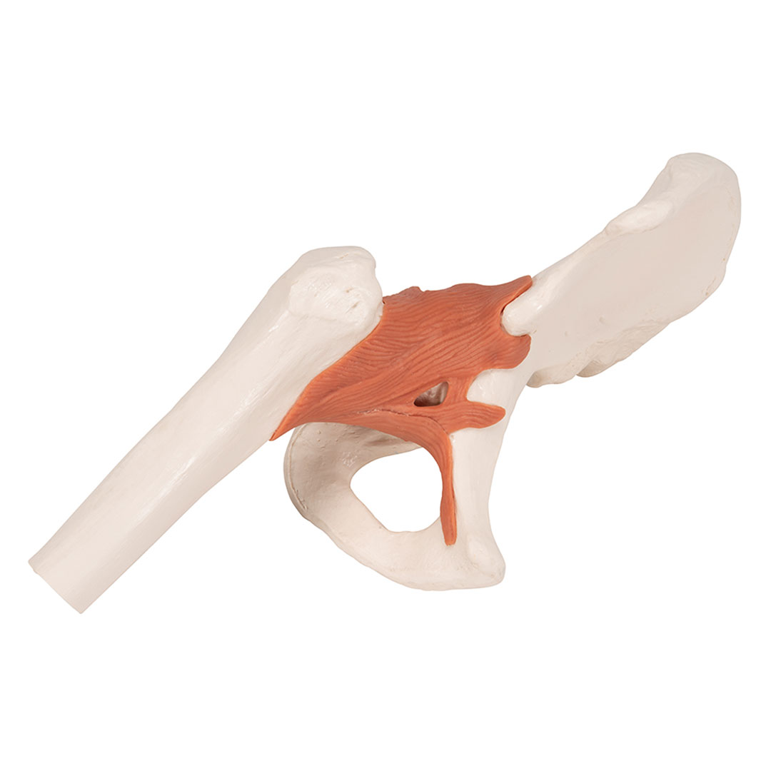 3B SCIENTIFIC Hüftgelenk, Funktionsmodell (A81)